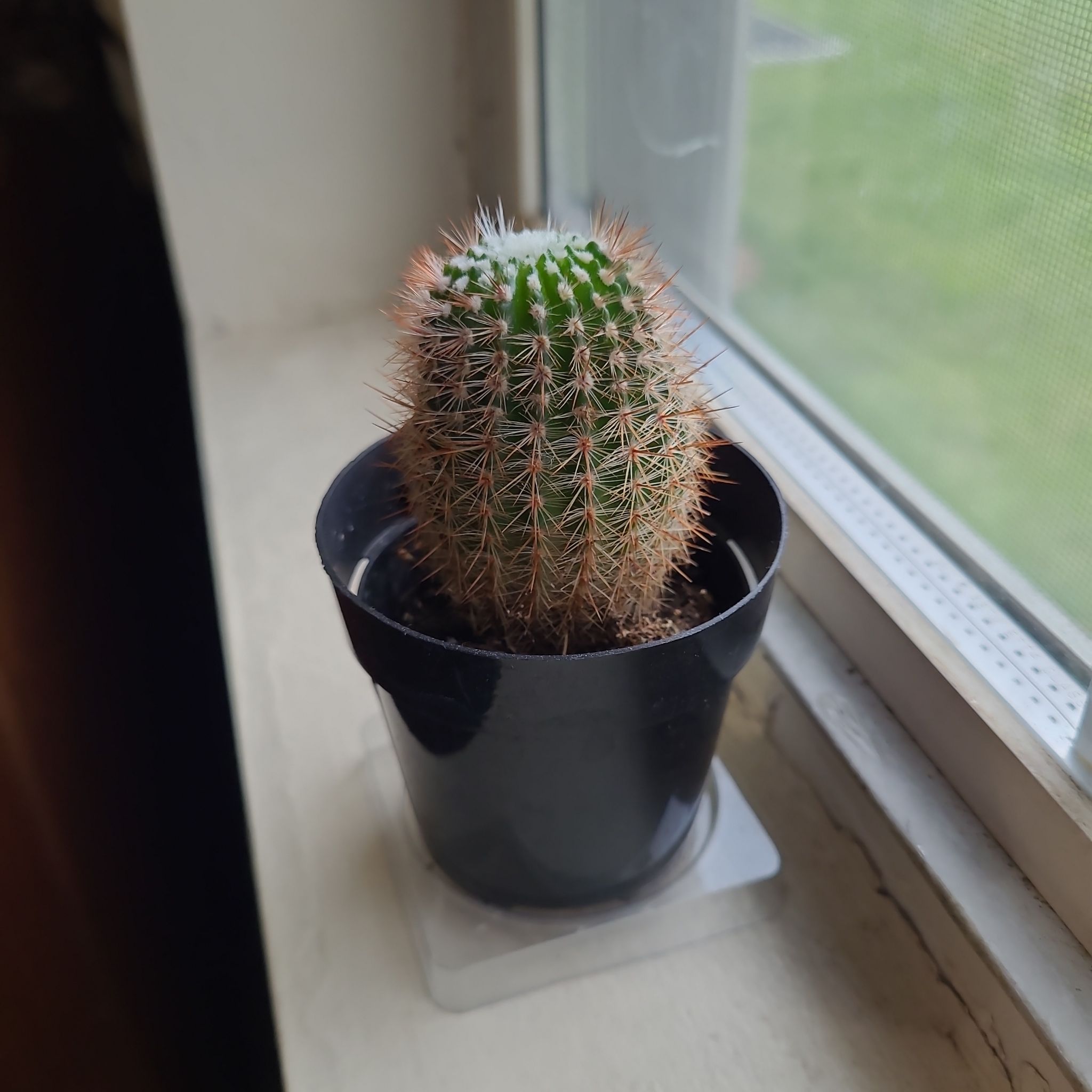 A healthy Parodia x erubescens cactus in a black pot on a windowsill.