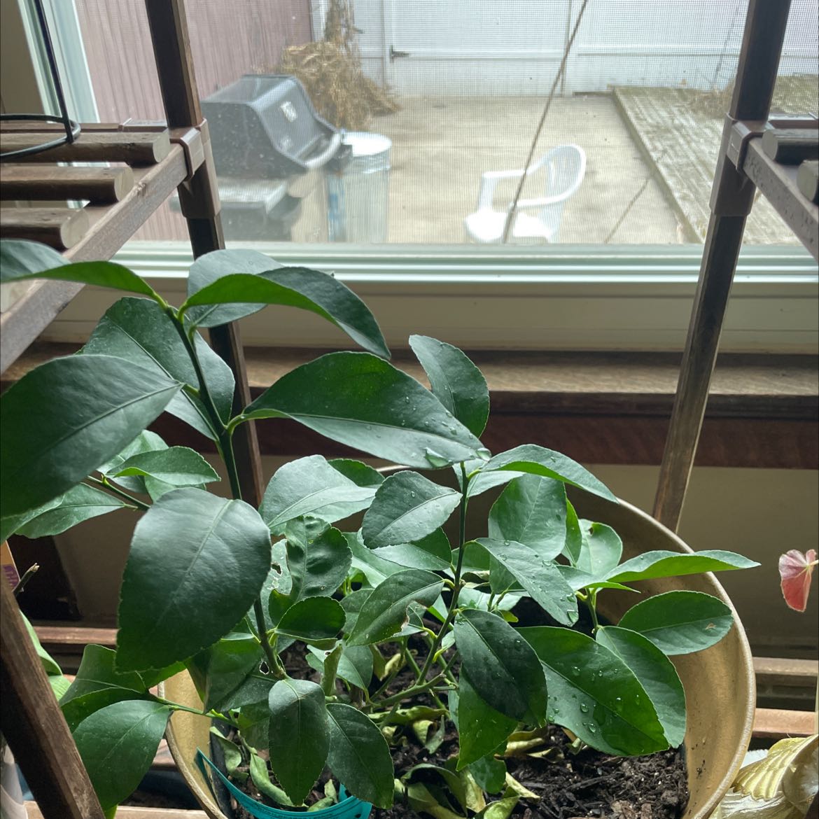 Indoor potted lemon plant with healthy green leaves near a window.