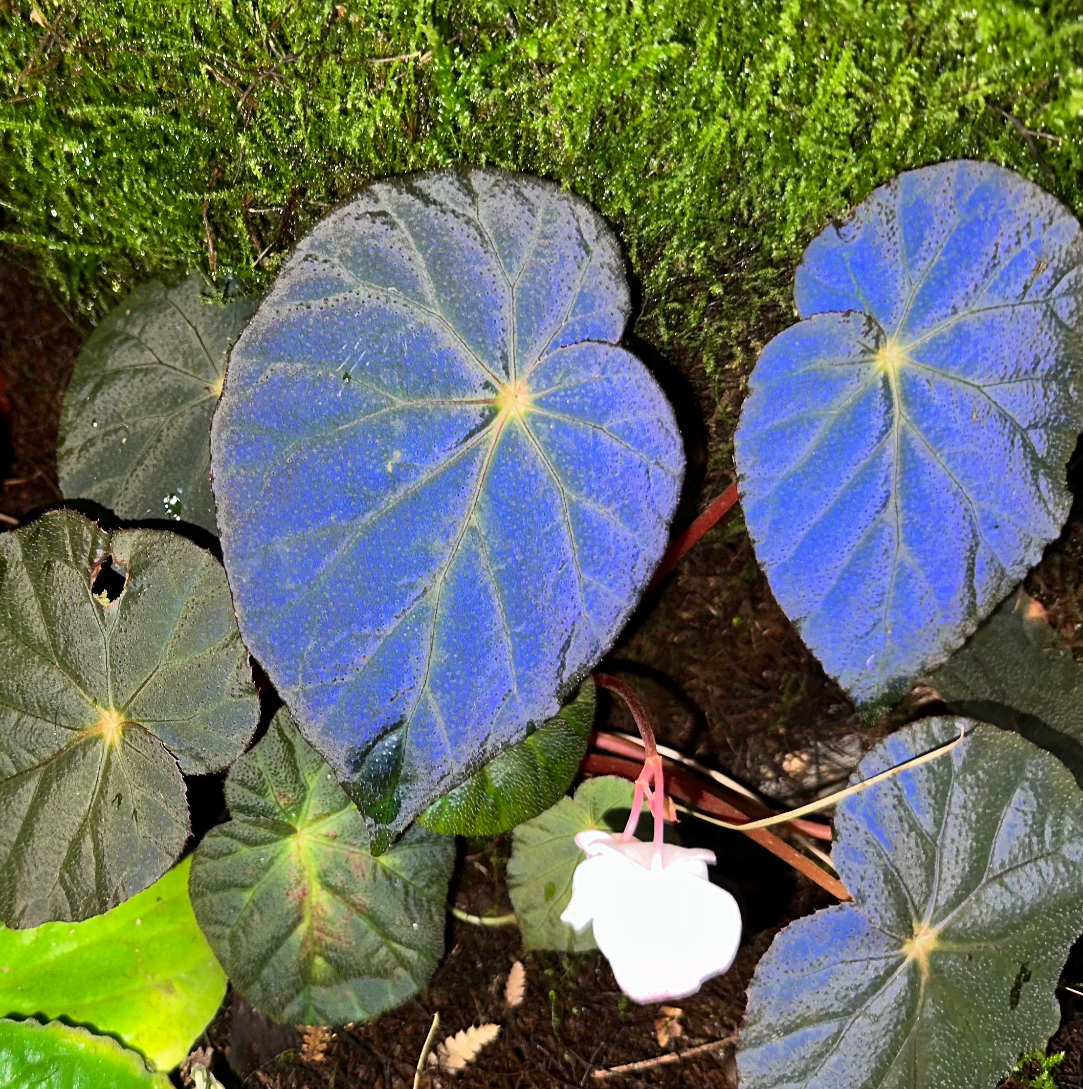 Photo of the plant species Begonia taconite by @GutsySpearmint named Begonia taconite on Greg, the plant care app