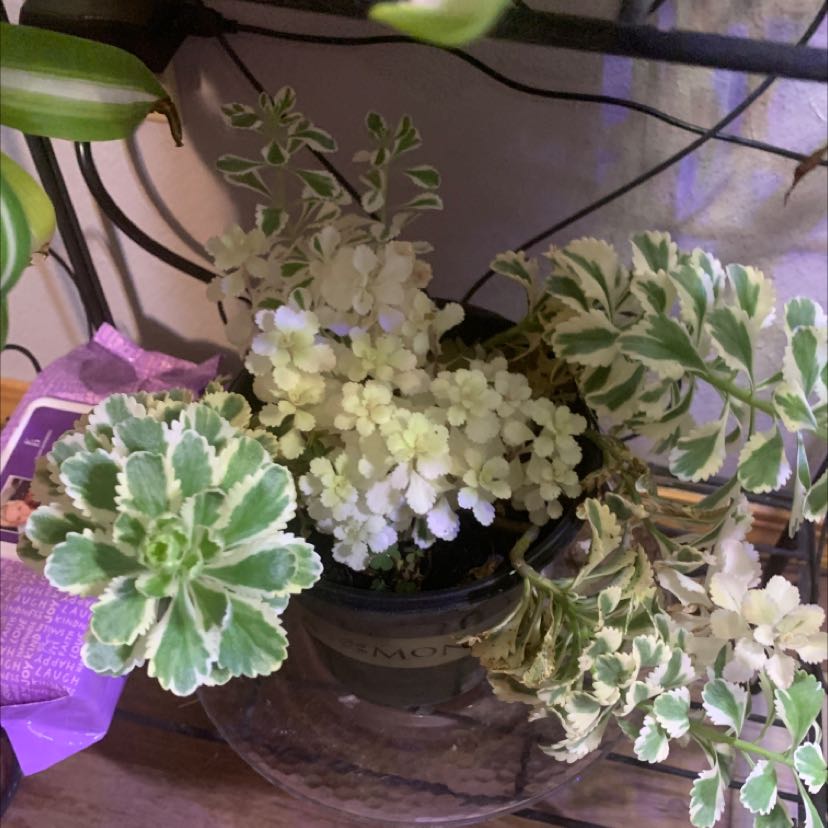Photo of the plant species Sedum Atlantis by @AceThemiller named Your plant on Greg, the plant care app