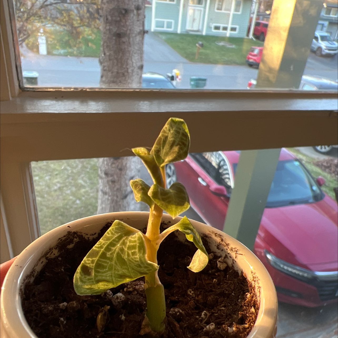 Potted Lightning Bolt Jewel Orchid with visible soil and slightly yellowed leaves near a window.