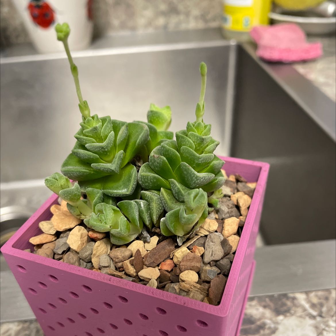 Photo of the plant species Crassula 'Dorothy' by @SurpriseKoa named Keanu Leaves on Greg, the plant care app