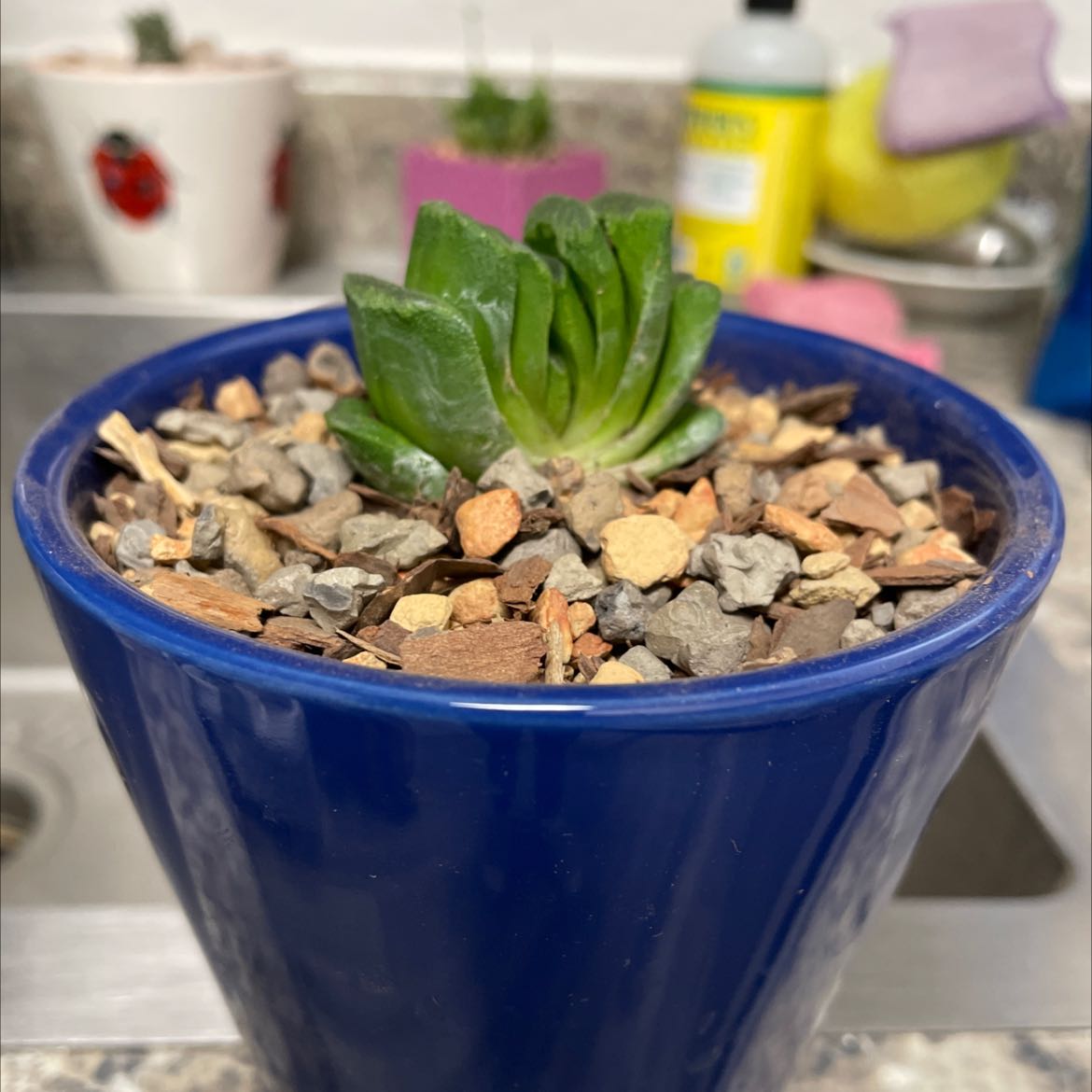 Photo of the plant species Horse's Teeth Haworthia by @SurpriseKoa named Your plant on Greg, the plant care app