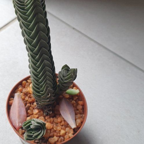 Photo of the plant species Crassula 'Buddha's Temple' by @ActualWildyam named Phallic Jones on Greg, the plant care app