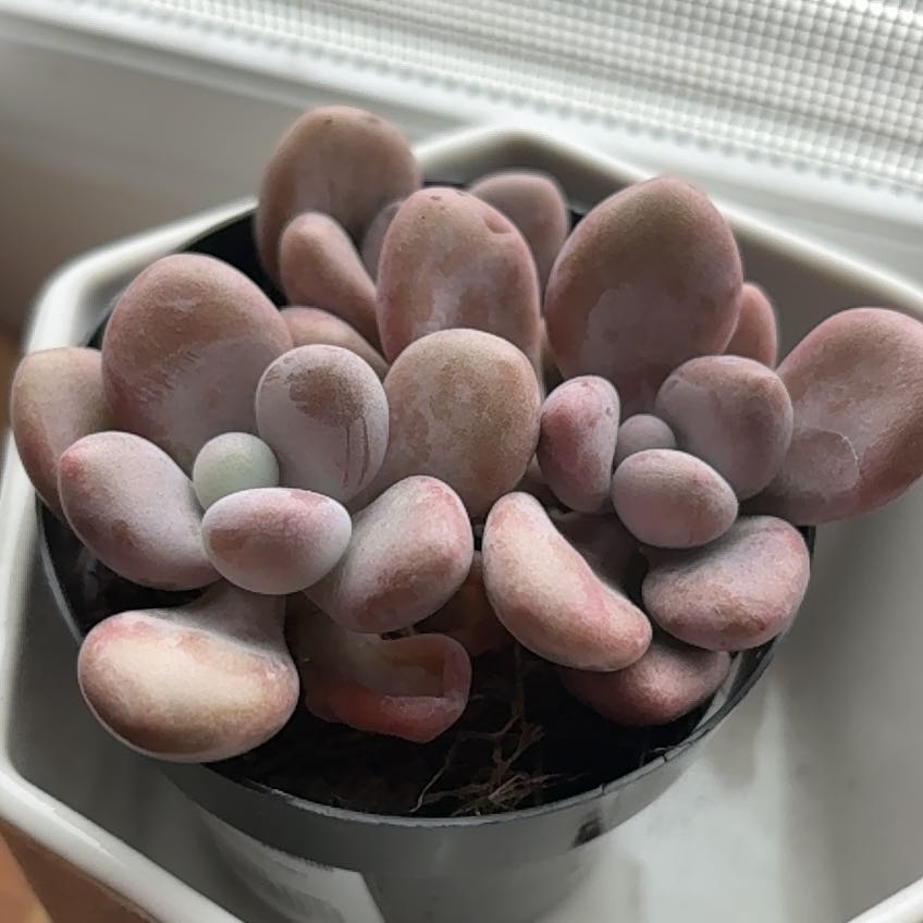 Photo of the plant species Lavender Pebbles by @RelaxedPinetree named Kobe on Greg, the plant care app