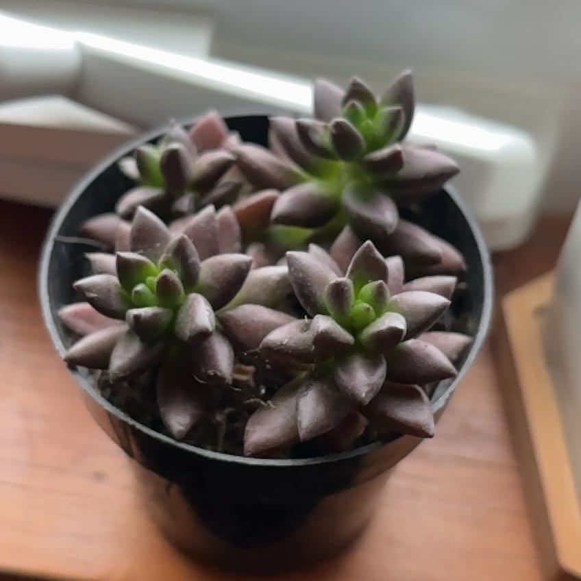 Photo of the plant species Jet Beads by @RelaxedPinetree named Prince on Greg, the plant care app