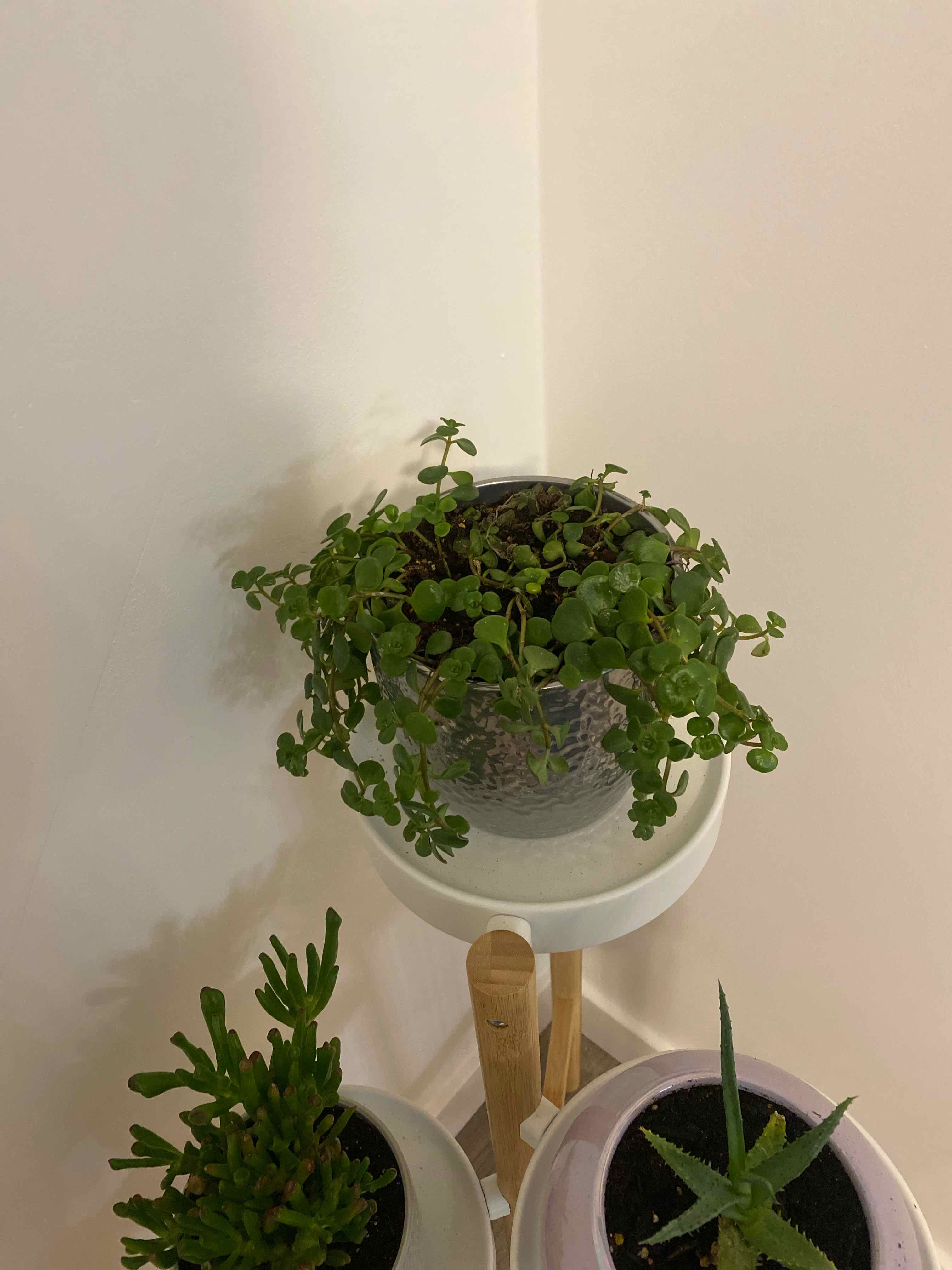 Potted Two-Row Stonecrop plant, healthy with green leaves, well-framed and centered.