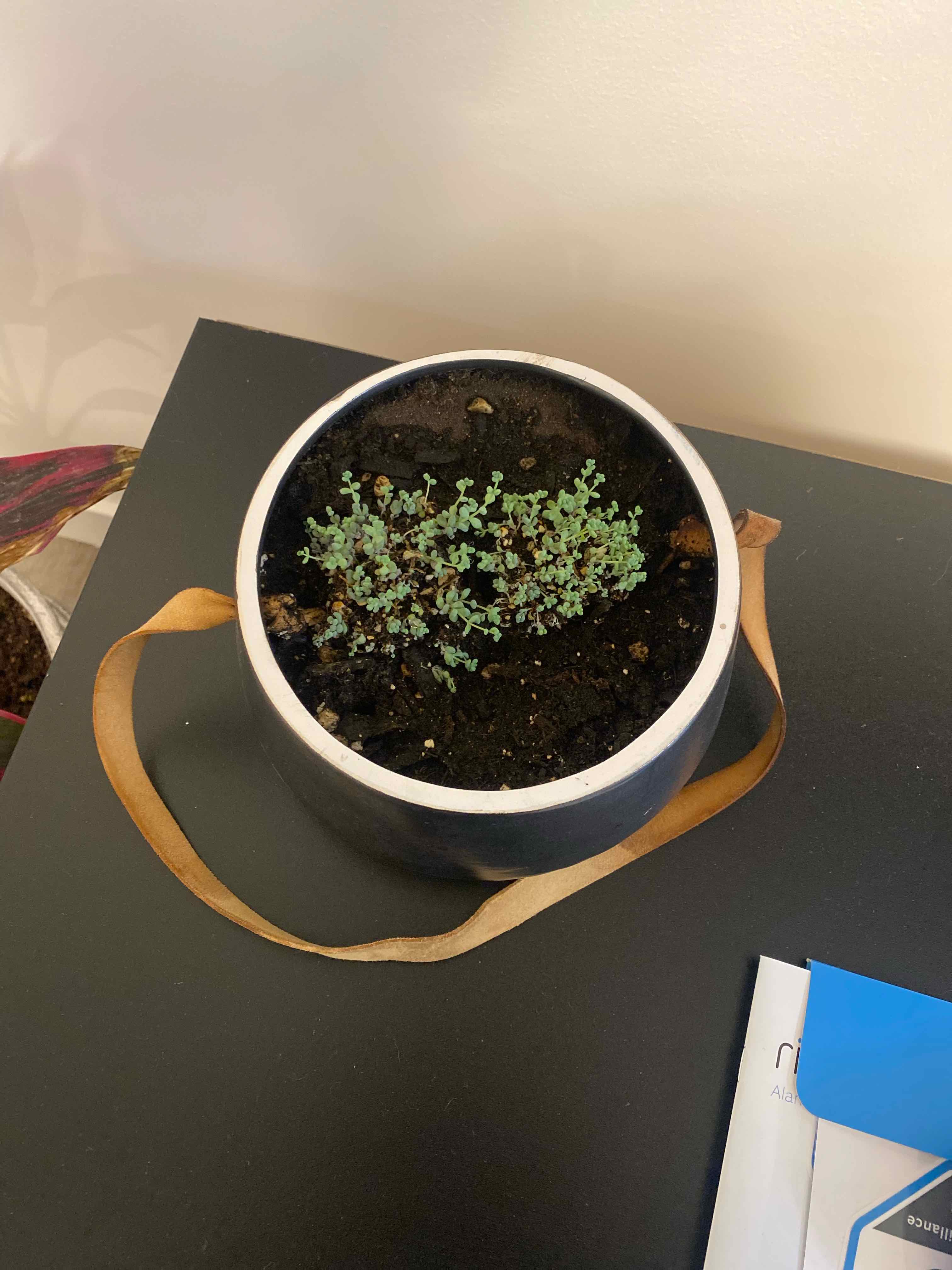 Corsican Stonecrop plant in a pot with visible soil, well-framed and healthy.