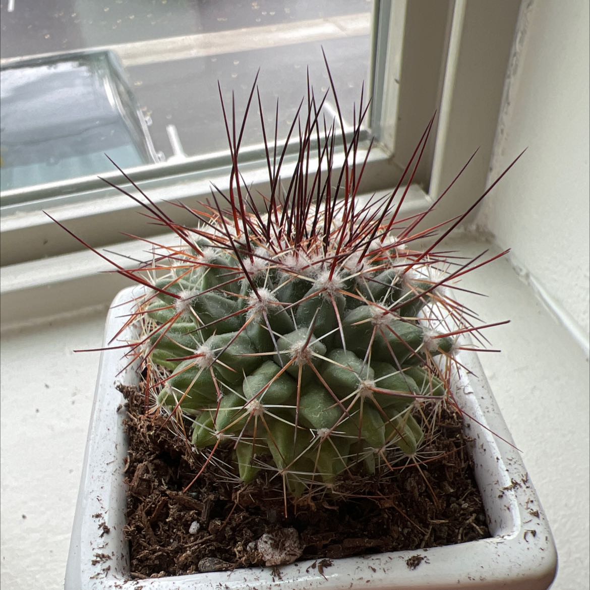 Photo of the plant species Mammillaria Melanocentra by @AffectivePecan named Spike on Greg, the plant care app
