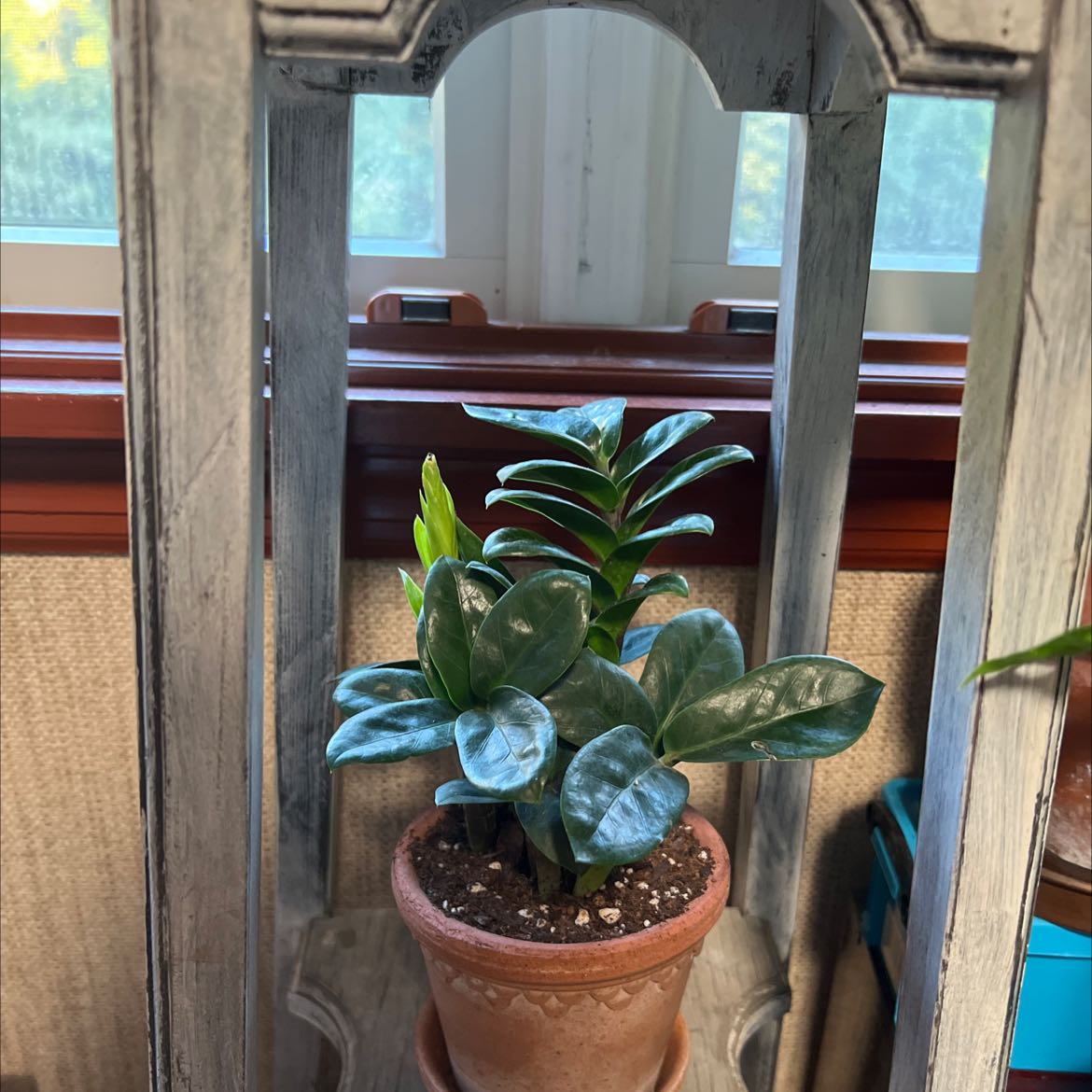 Dwarf ZZ plant in a terracotta pot on a wooden shelf, healthy with dark green leaves.