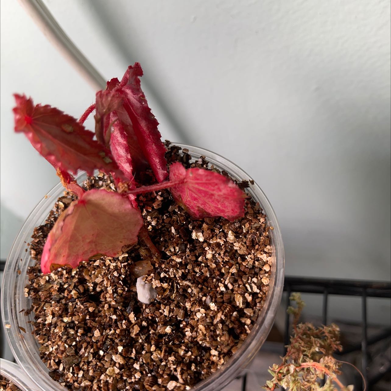 Begonia amphioxus plant in a small pot with visible soil and red leaves showing signs of browning.