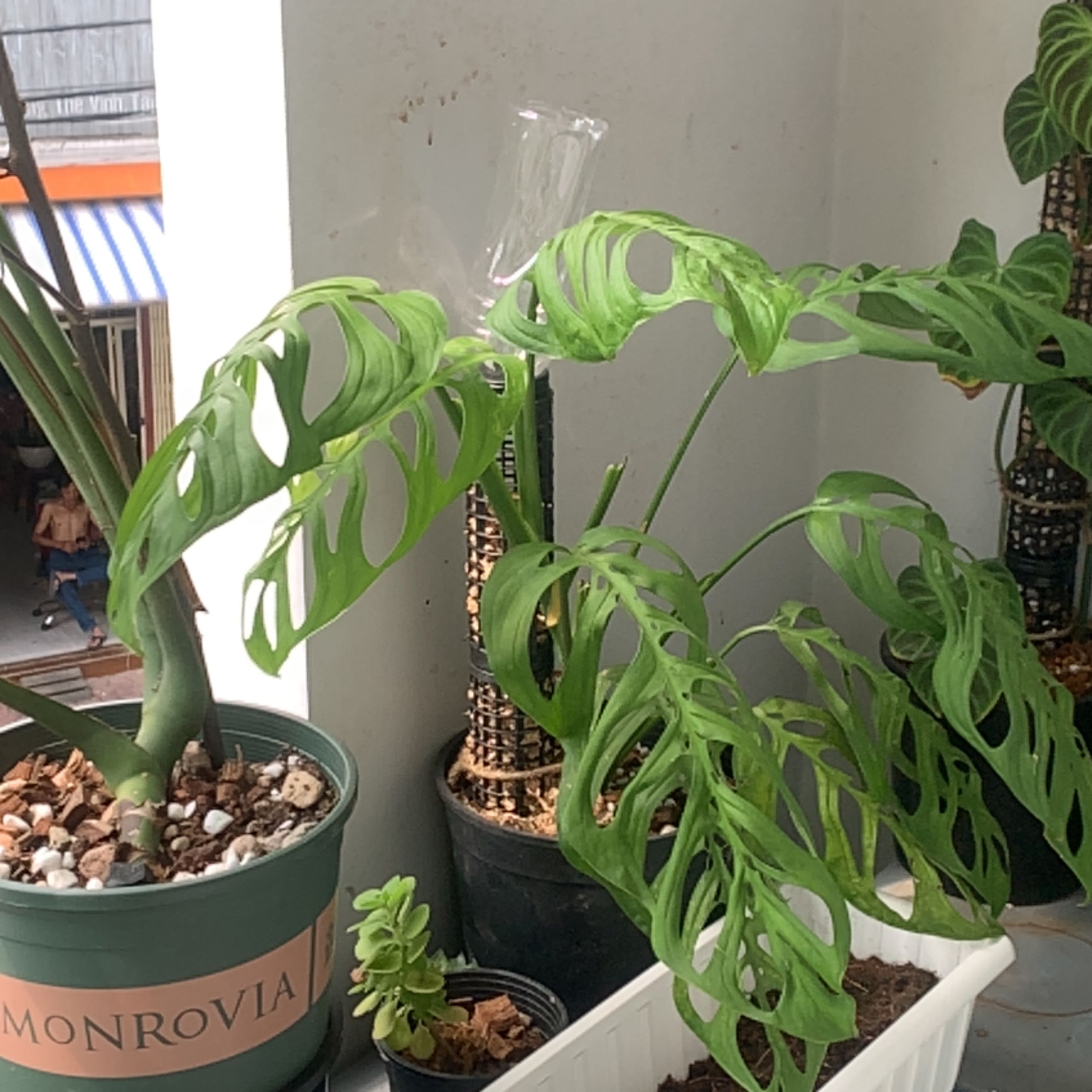 Monstera esqueleto plant with fenestrated leaves in a pot, soil visible.
