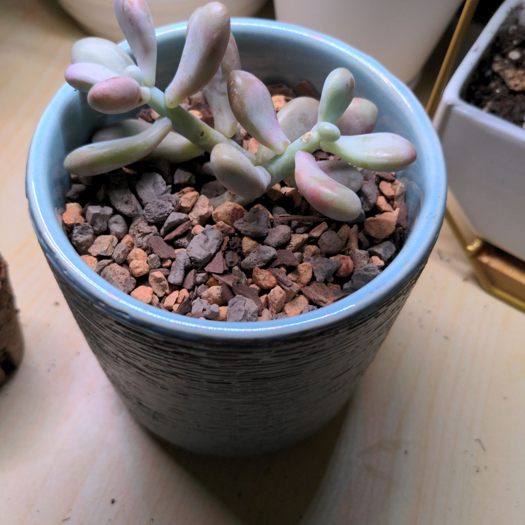 Photo of the plant species Moonstone Echeveria by @cassiusrose named Moonstone on Greg, the plant care app
