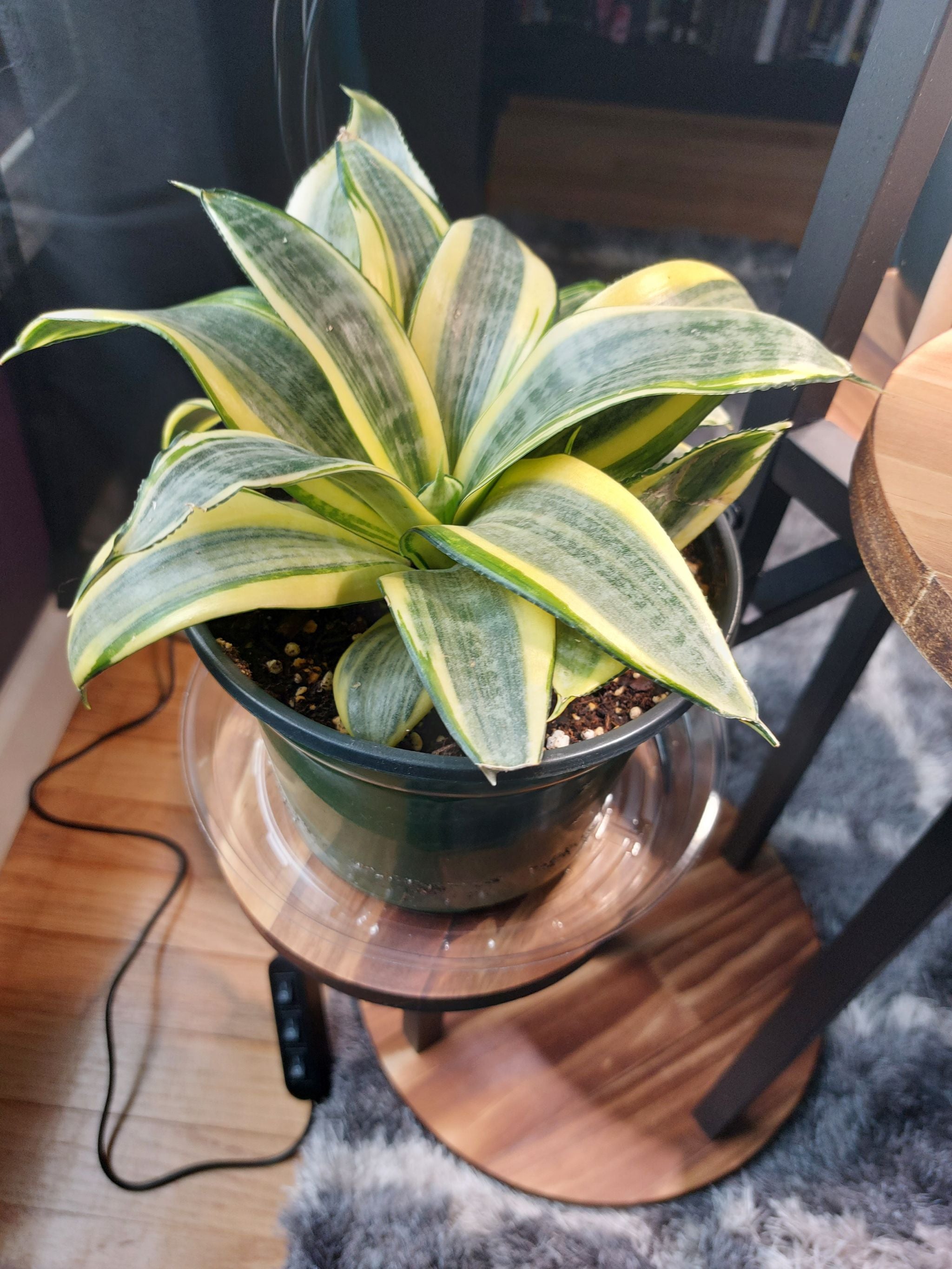 🐦 Bird's Nest Snake Plant Is a Perennial
