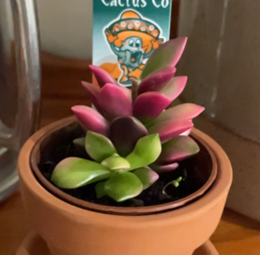 Photo of the plant species Anacampseros telephiastrum 'Burgundy' by @EllenofEden named Yennefer on Greg, the plant care app