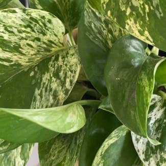 Marble Queen Pothos plant in Auckland, Auckland