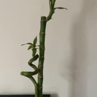 Lucky Bamboo plant in Auckland, Auckland