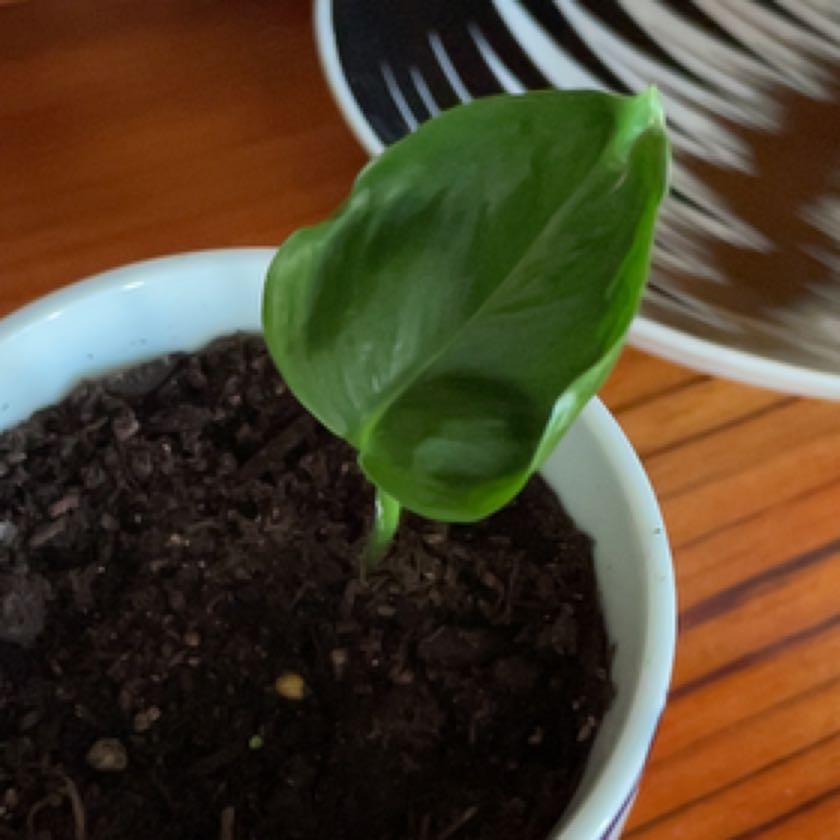 Photo of the plant species Shangri-La Philodendron by @EllenofEden named Shambala on Greg, the plant care app