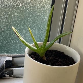 Aloe Vera plant in Auckland, Auckland