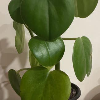 Felted Peperomia plant in Auckland, Auckland