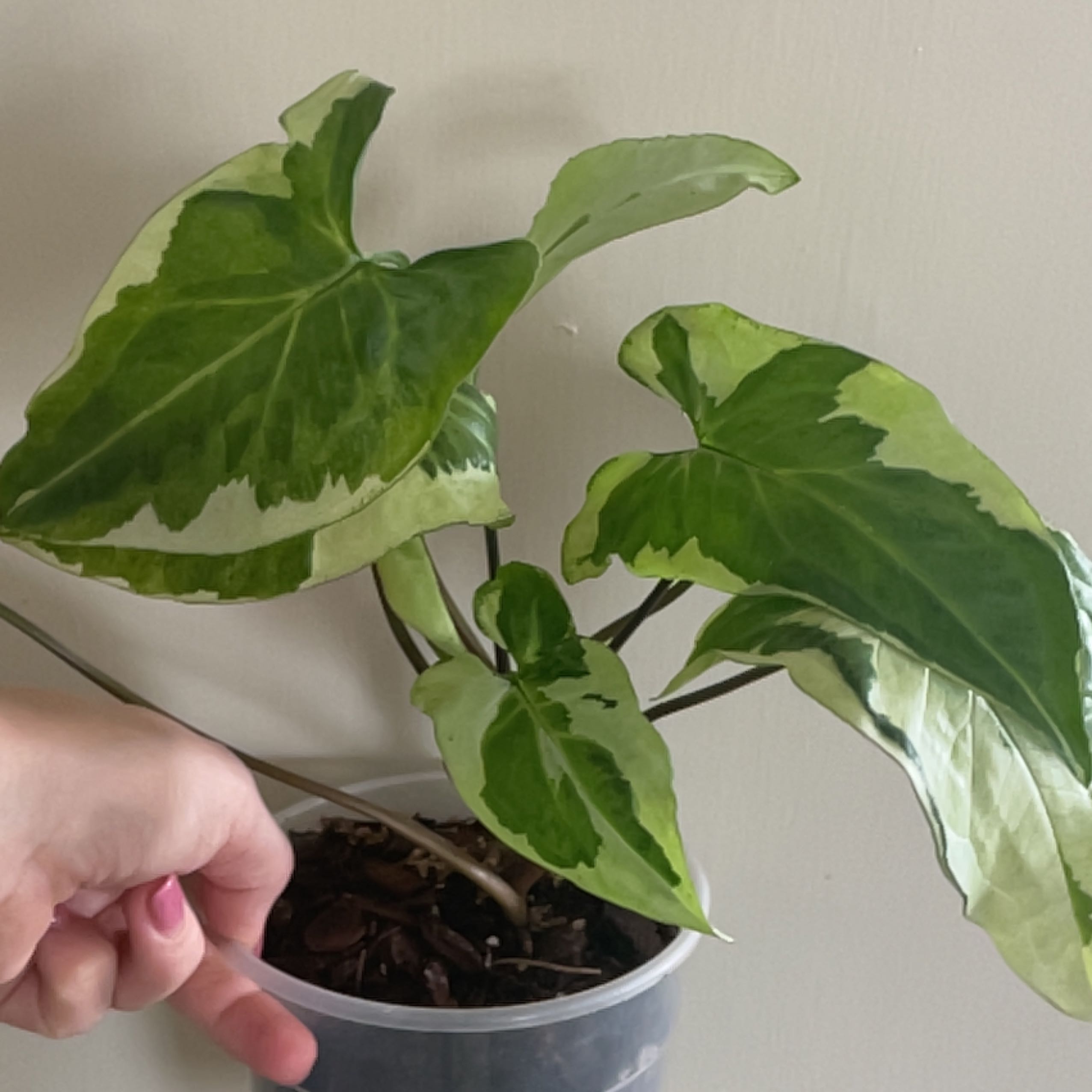 Three Kings Syngonium plant with variegated leaves, held by a hand.