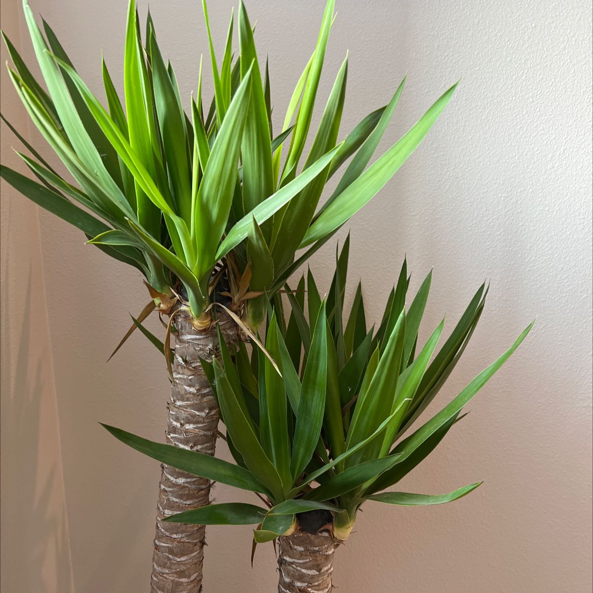 Photo of the plant species Blue-Stem Yucca by @lemattt named Sanders on Greg, the plant care app