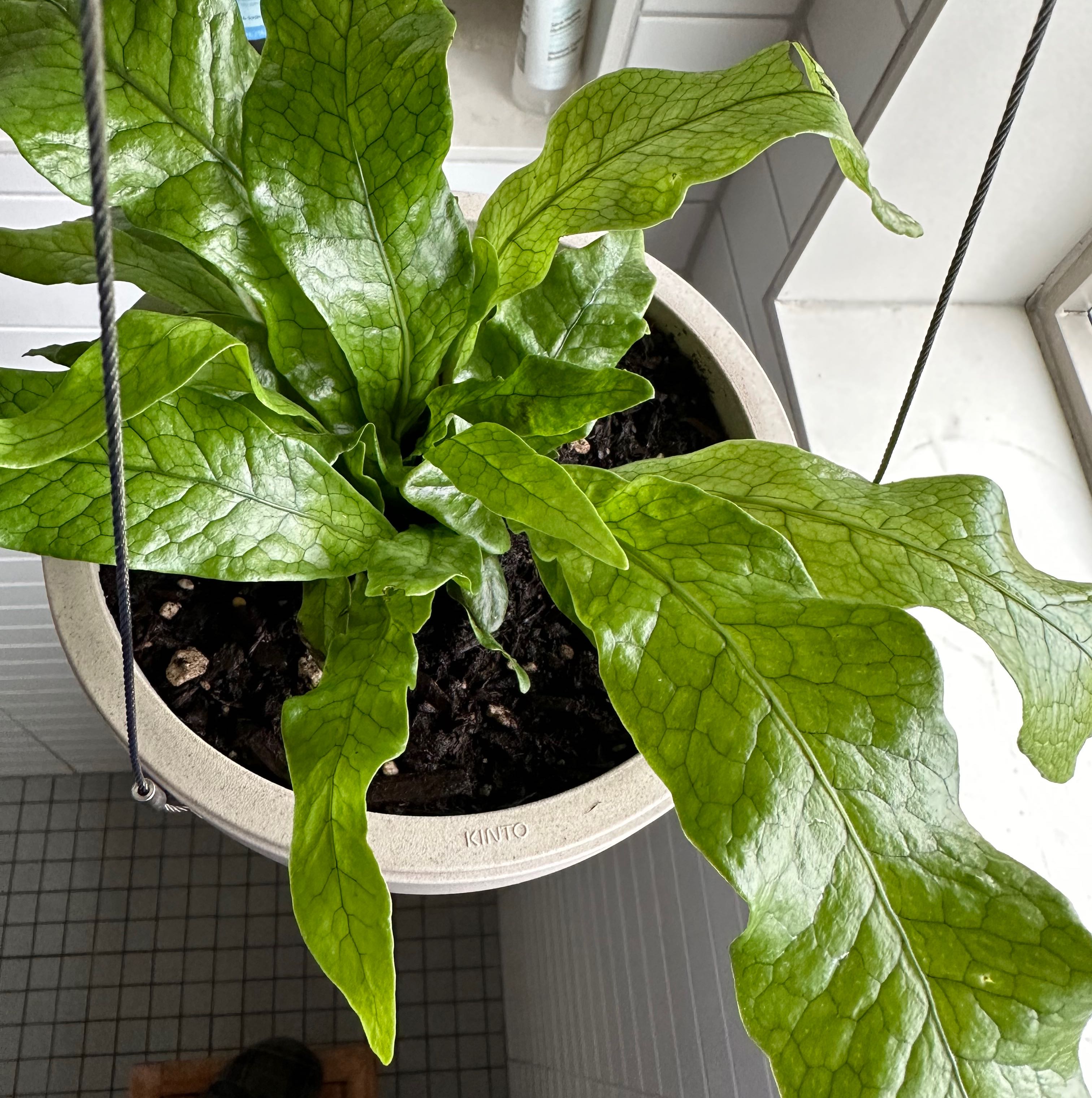 Healthy Crocodile Fern in a hanging pot with vibrant green leaves.