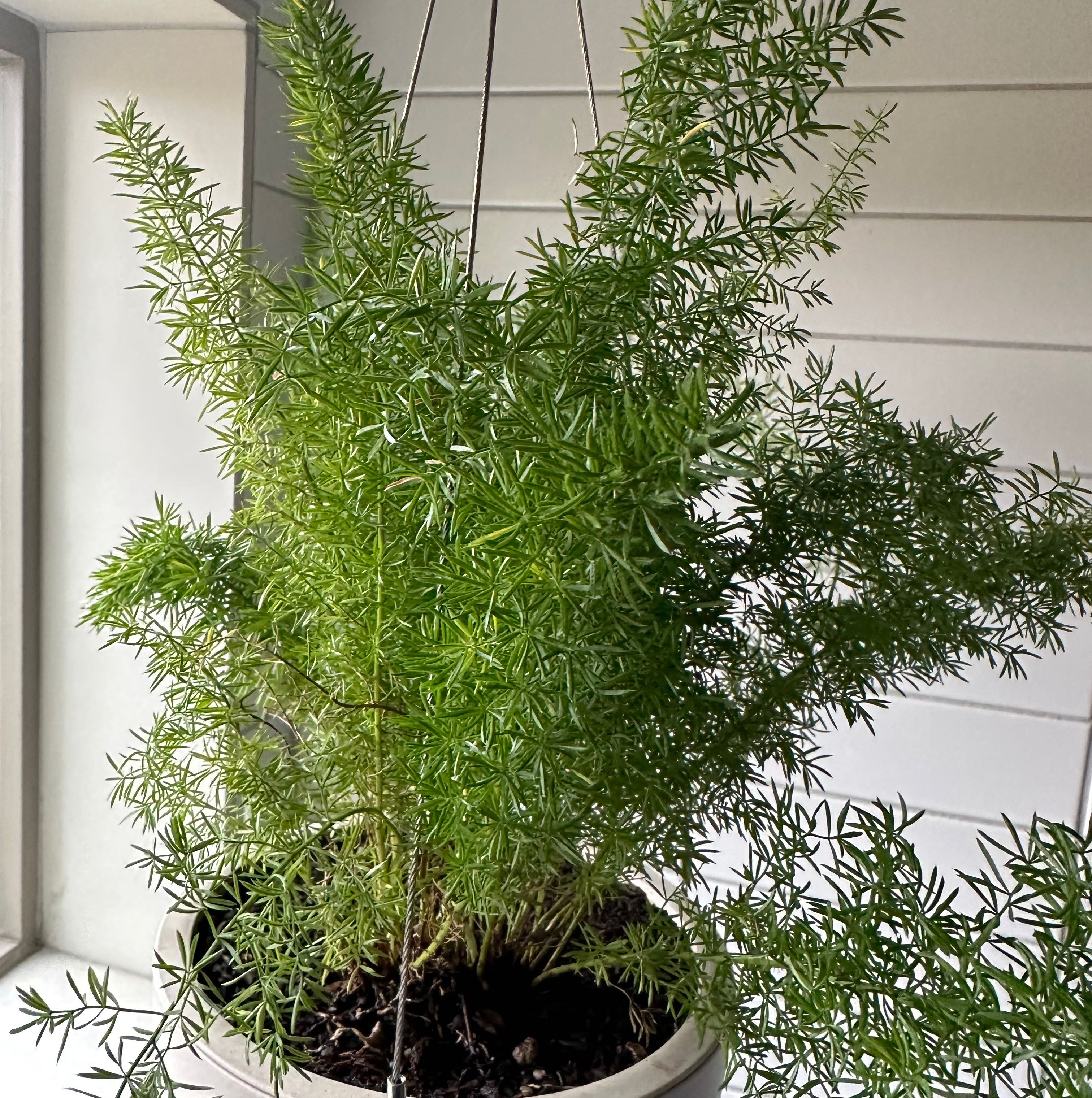 Healthy, lush Plume Asparagus fern with bright green feathery foliage growing indoors in a pot against a light wall.