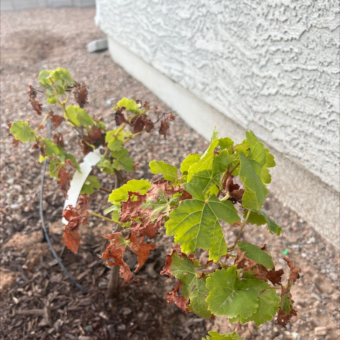 Photo of the plant species Mars Seedless Grape Vine by @GladKippernut named Grapes on Greg, the plant care app