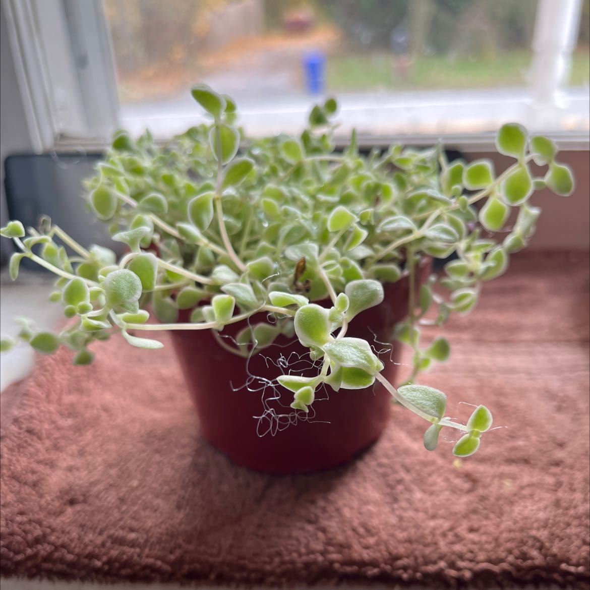 Sedum 'Little Missy' plant in a pot on a brown cloth, appears healthy.