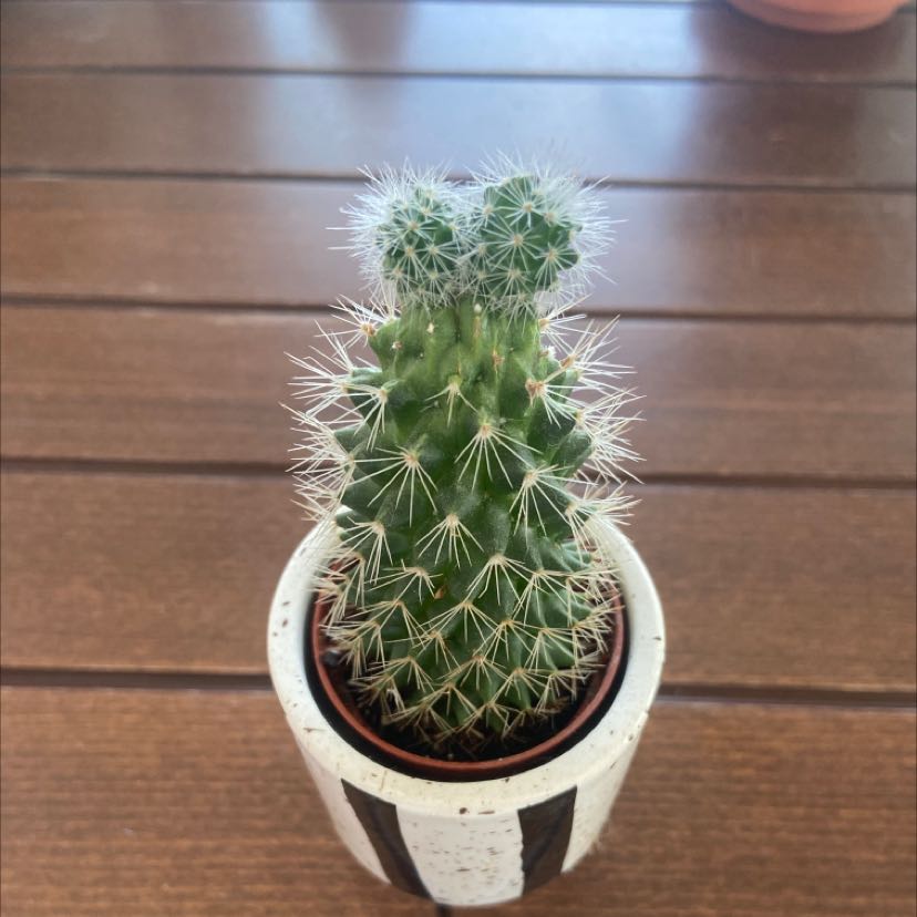A healthy Navajo Bridge Prickly Pear cactus in a pot on a wooden surface.