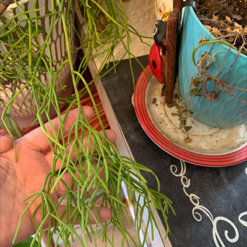 Plant care for Tmesipteris on Greg, the plant care app