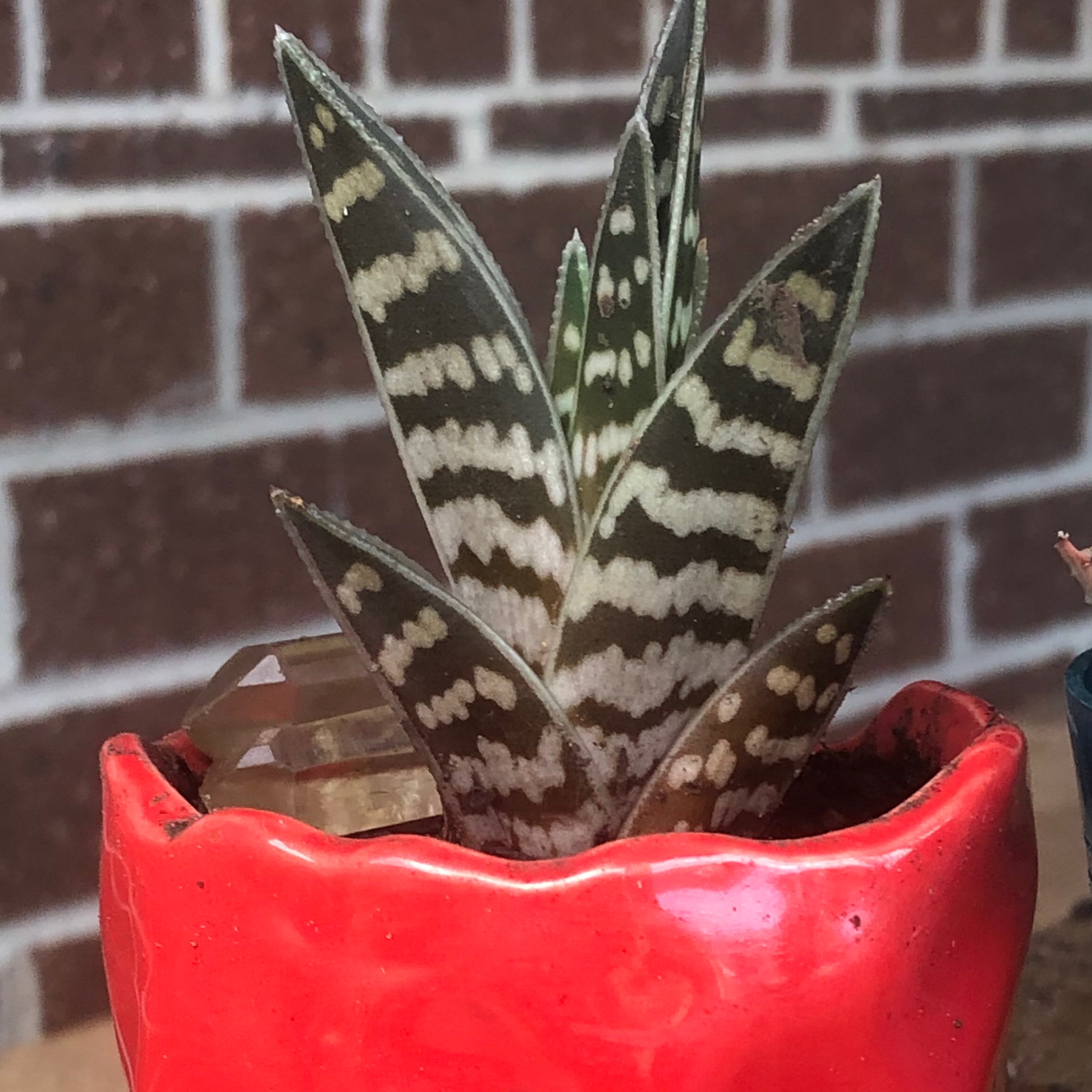 Photo of the plant species Tiger Aloe by @Mel1 named Sokka on Greg, the plant care app
