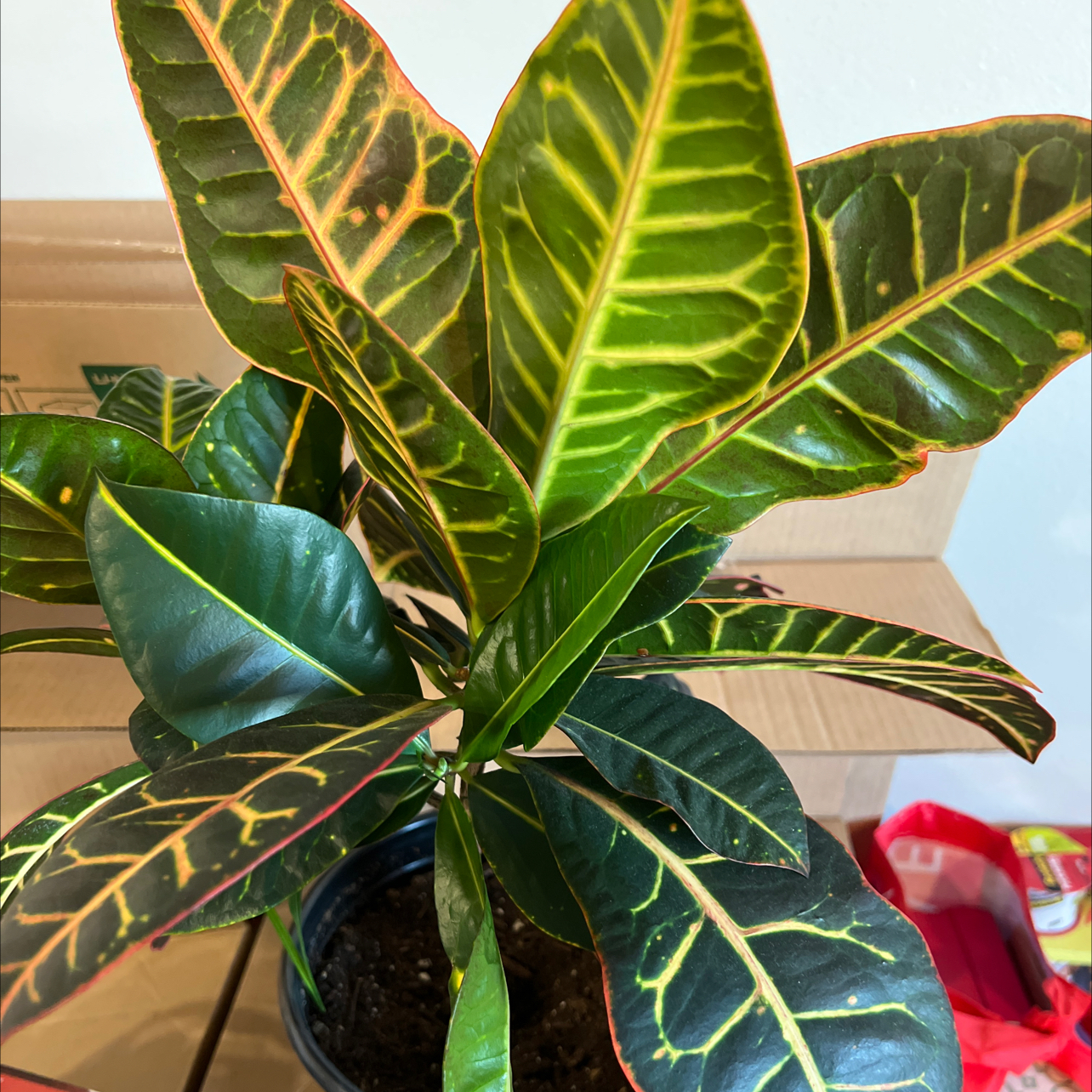 Photo of the plant species Gold Dust Croton by @SmileyShamrock named Bieber on Greg, the plant care app