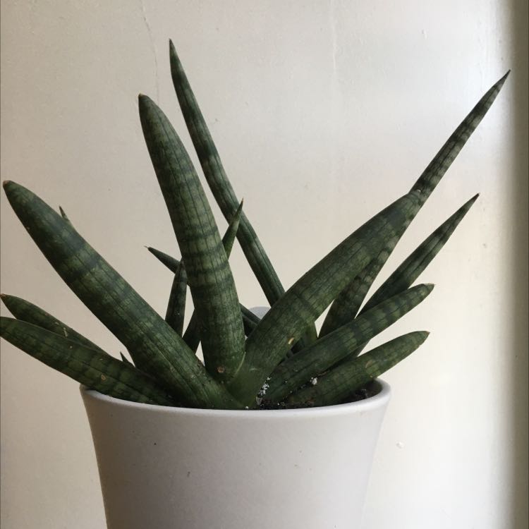 Cylindrical Snake Plant in a white pot, healthy with upright leaves.
