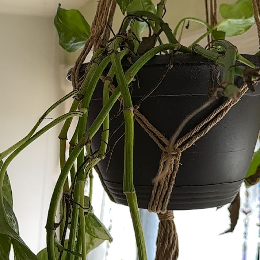 Philodendron Brasil plant in a hanging pot with healthy green leaves and stems.