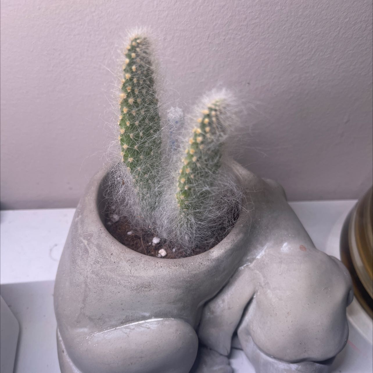Snow Prickly Pear cactus in a decorative pot, with two healthy stems.