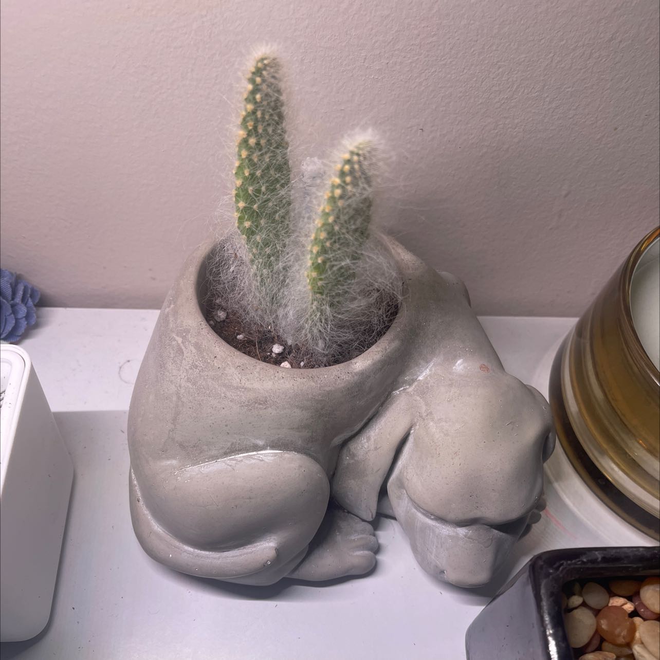 Snow Prickly Pear cactus in a decorative animal-shaped pot, healthy with no visible discoloration.