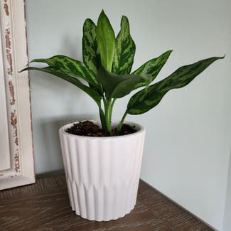 Chinese Evergreen Mary Ann plant in Mount Sterling, Kentucky