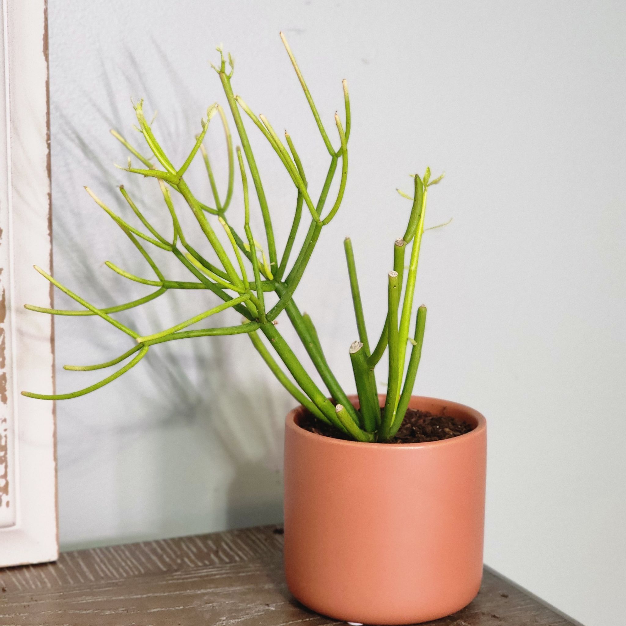 Photo of the plant species Pencil Cactus by @RootedNMoore named Quills on Greg, the plant care app