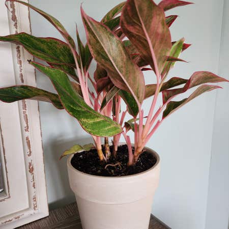 Photo of the plant species Chinese Evergreen by Mooreplants named Vritra on Greg, the plant care app