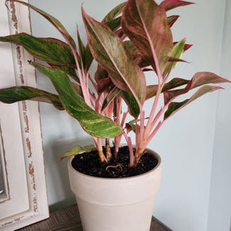 Chinese Evergreen plant in Mount Sterling, Kentucky