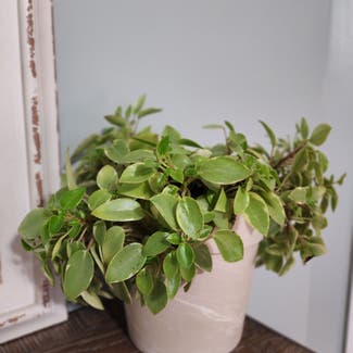 Vining Peperomia plant in Mount Sterling, Kentucky