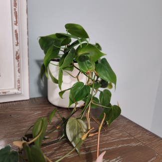 Heartleaf Philodendron plant in Mount Sterling, Kentucky