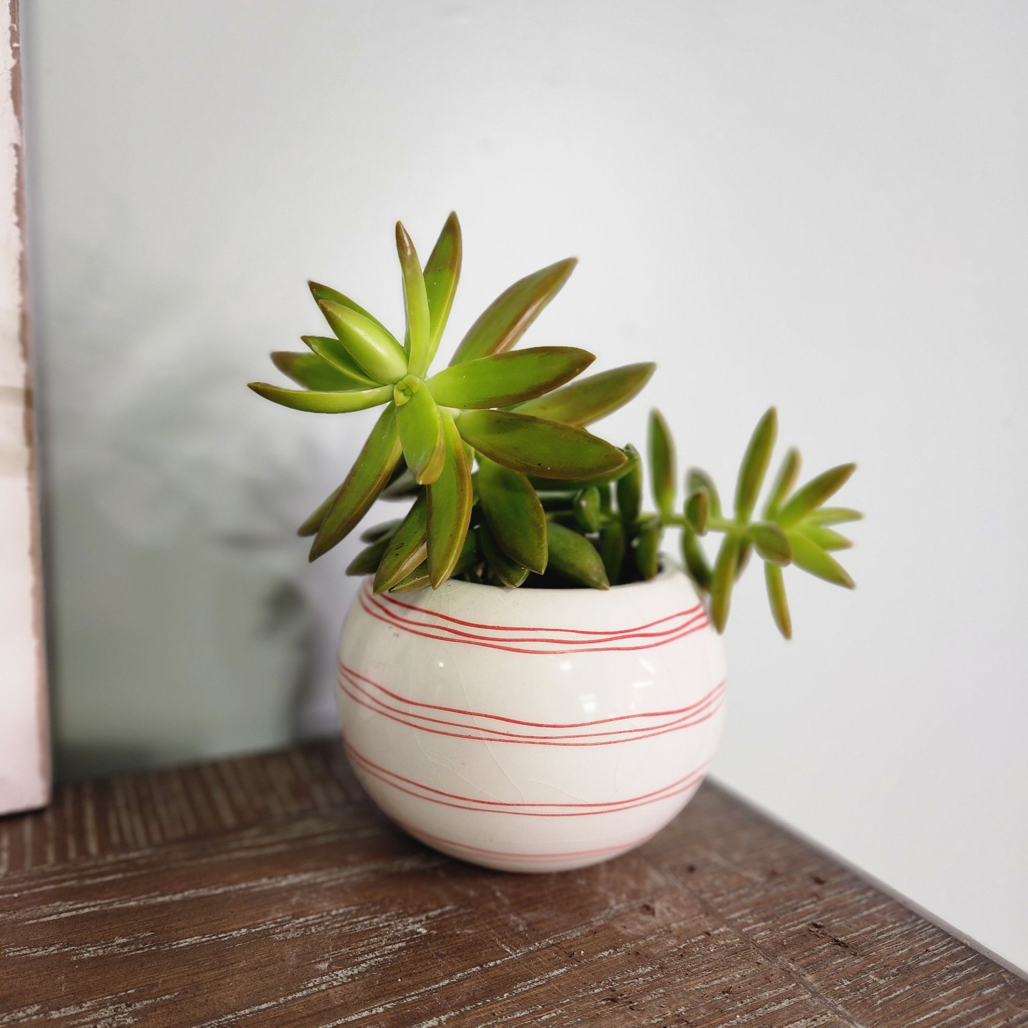 Photo of the plant species Golden Sedum by @RootedNMoore named Firenze on Greg, the plant care app