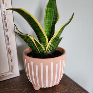 Snake Plant plant in Mount Sterling, Kentucky