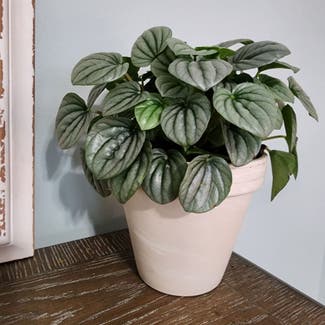 Emerald Ripple Peperomia plant in Mount Sterling, Kentucky