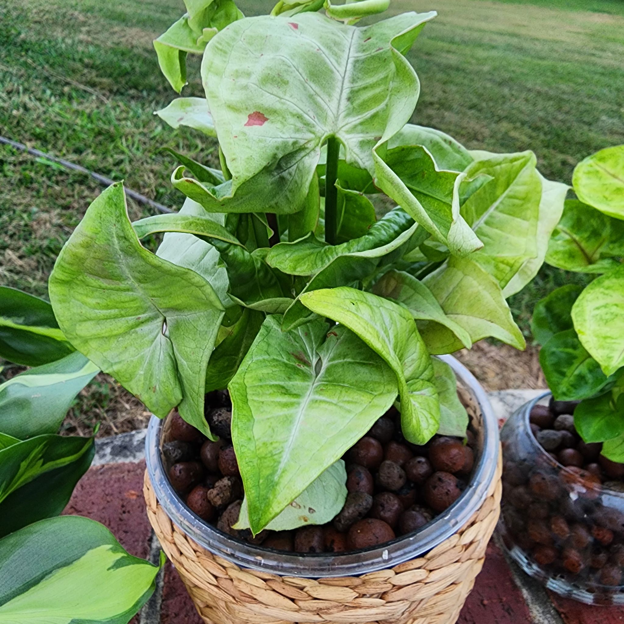 Syngonium 'Milk Confetti' plant in a pot with visible soil, healthy green leaves.