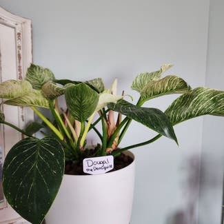 Philodendron Birkin plant in Mount Sterling, Kentucky