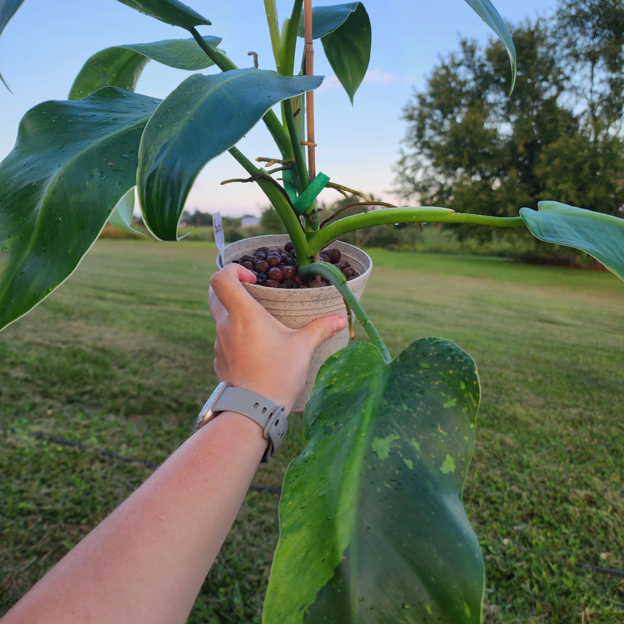 Philodendron 'Jose Buono' plant held by a hand, with large green leaves and variegation.